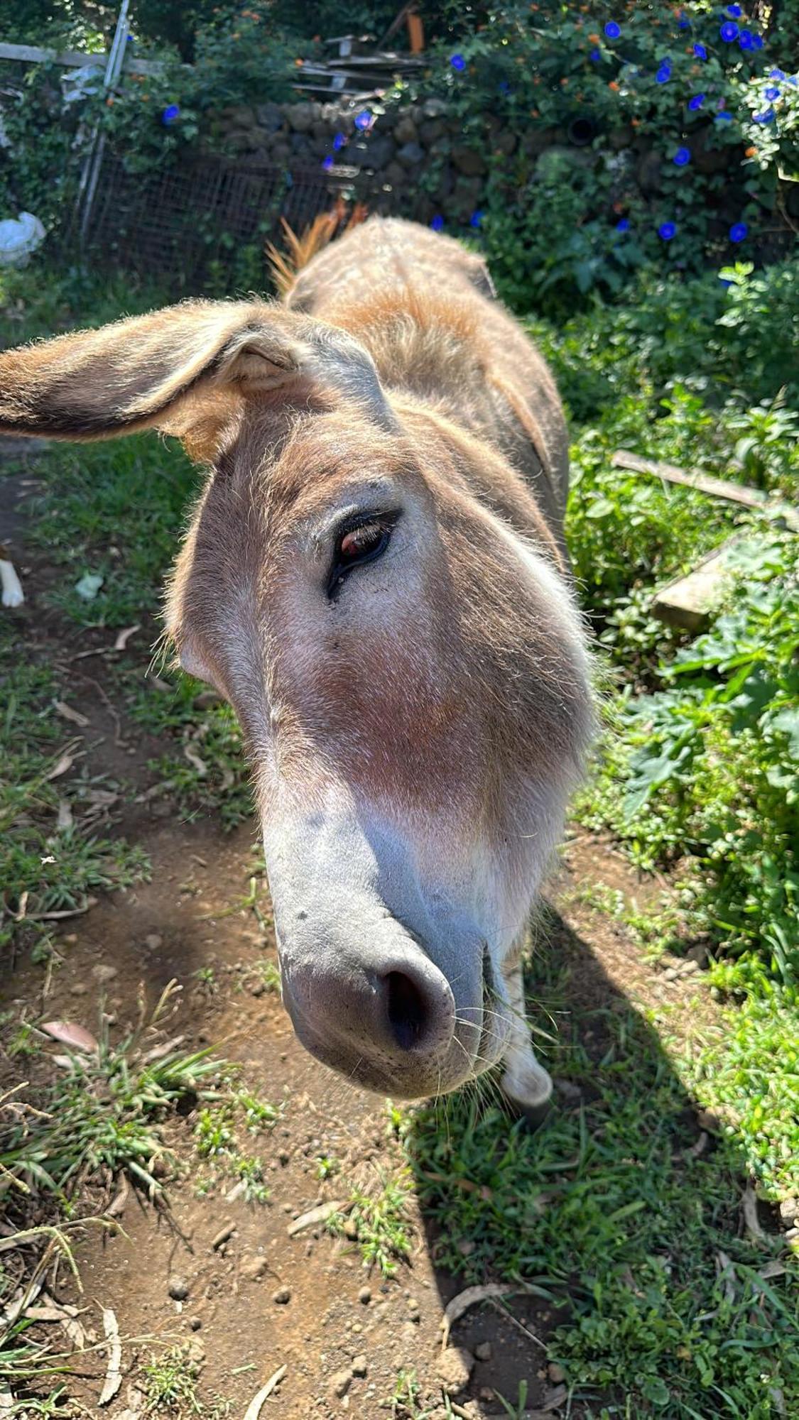 فيلا Make It Happen Farm Urzelina المظهر الخارجي الصورة